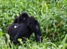 Rwanda — Volcanoes National Park & Gorilla Conservation