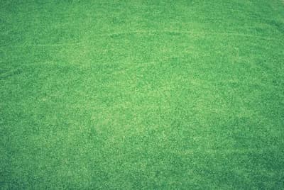 lawn