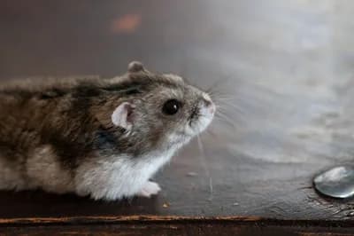 A Physicist Rigged His Pet Hamster’s Wheel to Upload to Strava