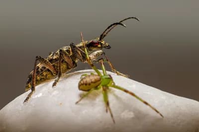 Creepy Crawlies