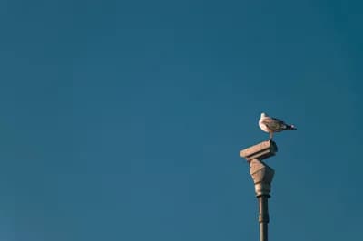 I turned my security cameras into an automatic bird identification system