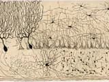 #1 Discovery of the Neuron Doctrine — Top 10 Best Neuroscience Breakthroughs