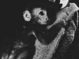 #1 Harlow's Maternal Deprivation Monkey Experiments — Top 10 Most Controversial Animal Testing Debates