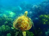 #2 Great Barrier Reef, Australia — Top 10 Most Stunning Natural Wonders