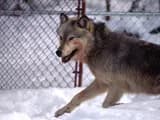 #2 Wolf Reintroduction in Europe and North America — Top 10 Most Controversial Conservation Policies