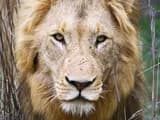 #3 Canned Hunting (Captive-Bred Lion Hunts) — Top 10 Most Controversial Hunting Practices