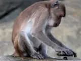 #2 Psychological Impact on Intelligent Animals — Top 10 Most Debated: Are Zoos Ethical