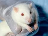 #1 Animal Testing for Medical Research — Top 10 Most Controversial Animal Rights Issues