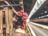 #2 Factory Farming and Industrial Livestock — Top 10 Most Controversial Animal Rights Issues