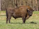 #2 European Bison Reintroduction, Romania — Top 10 Most Polarizing Rewilding Projects (2026): Wolves, Bison & Jaguars