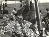 #2 Fishing Industry Ghost Gear — Top 10 Most Damaging Plastic Pollution Sources Choking Our Planet