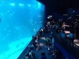 #2 S.E.A. Aquarium — Top 10 Family Attractions in Singapore 2026