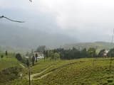 #3 Happy Valley Tea Estate — Top 10 Tea Plantations in India 2026