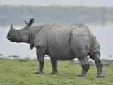 #3 Kaziranga National Park — Top 10 Wildlife Sanctuaries in India 2026