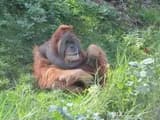 #2 Sumatran Orangutans — Top 10 Indonesian Wildlife Encounters in 2026