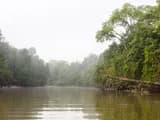 #3 Kinabatangan River Safari, Sabah — Top 10 Malaysian Borneo Experiences in 2026