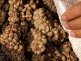 #3 Kopi Luwak Experience, Cameron Highlands — Top 10 Malaysian Coffee & Kopi Culture Experiences in 2026