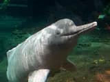 #2 Pink River Dolphin (Boto) Swimming, Rio Negro — Top 10 Amazon Rainforest Adventures in Brazil
