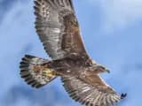 #2 Golden Eagle — The Fastest Animals on Earth