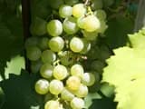 #1 Gruner Veltliner — Top 10 Wines That Sommeliers Actually Drink at Home