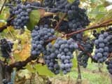 #3 Beaujolais (Gamay) — Top 10 Wines That Sommeliers Actually Drink at Home