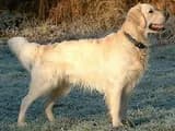 #1 Golden Retriever — Top 10 Dog Breeds That First-Time Owners Love