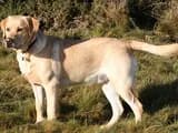 #2 Labrador Retriever — Top 10 Dog Breeds That First-Time Owners Love