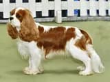 #3 Cavalier King Charles Spaniel — Top 10 Dog Breeds That First-Time Owners Love