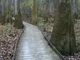 #2 Congaree National Park — Top 10 National Parks You Need to Visit Before Everyone Else Does