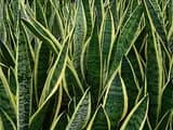 #2 Snake Plant (Dracaena trifasciata) — Top 10 Houseplants That Are Almost Impossible to Kill