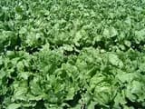 #2 Lettuce & Mixed Greens — Top 10 Vegetables That Even Beginner Gardeners Can Grow