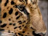 #2 Amur Leopard — Top 10 Endangered Species We Could Still Save in 2026