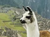 #1 Meta Llama 3 — Top 10 Open Source AI Models Worth Knowing