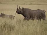 #2 Masai Mara National Reserve — Top 10 Best Safari Destinations in Africa
