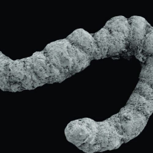 Did poop enable the evolution of complex animals?