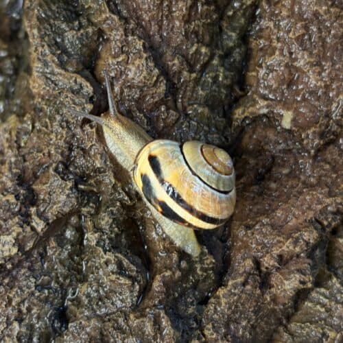 How snails engineer their slime