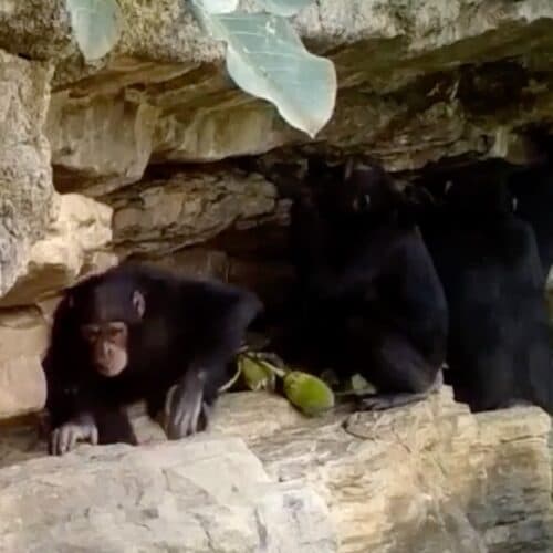 #7 How chimps teach their kids tool tricks — Top 10 Ars Technica — Latest — September 16, 2026