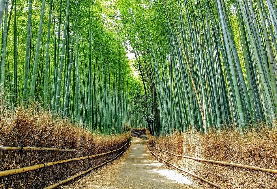 #4 Arashiyama Bamboo Grove, Japan — Top 10 Most Beautiful Forests