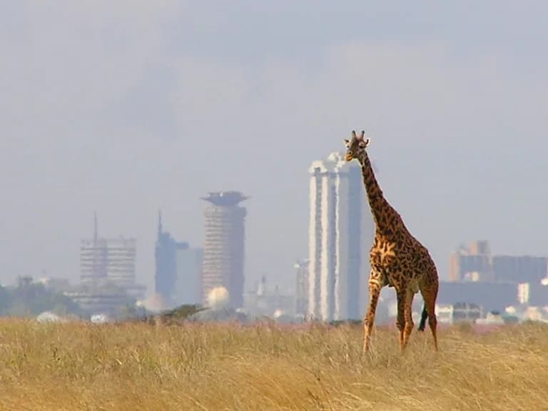 #1 Nairobi National Park — Top 10 Experiences in Nairobi