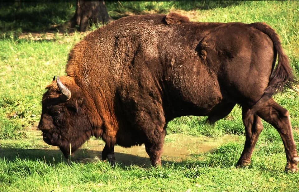 #5 Białowieża Forest, Poland/Belarus — Top 10 Most Beautiful Forests