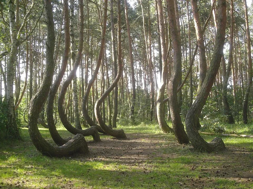 #6 Crooked Forest, Poland — Top 10 Most Beautiful Forests