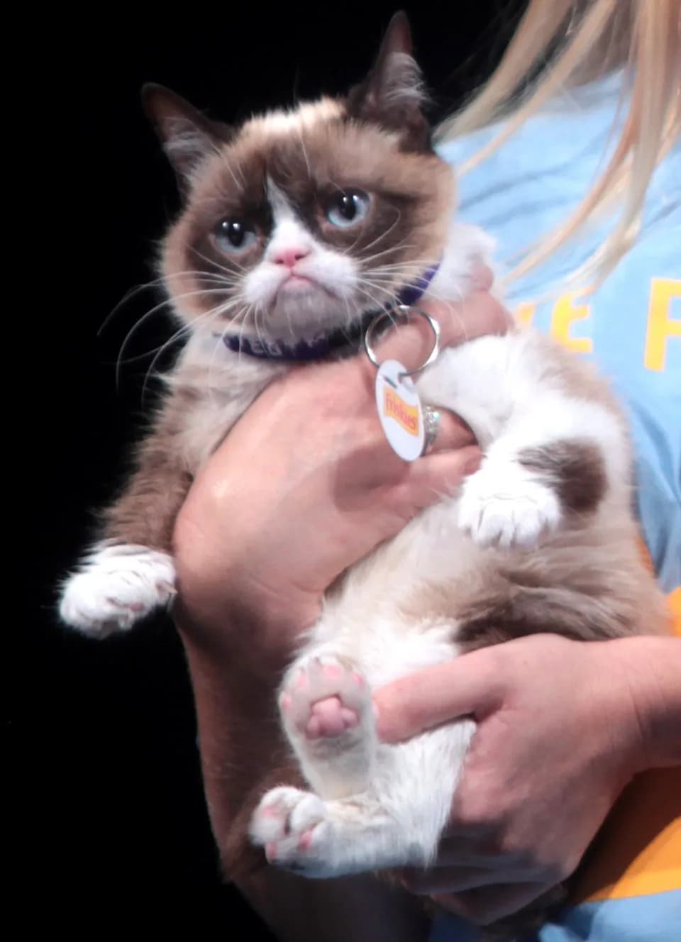 #2 Grumpy Cat (2012) — Top 10 Memes That Defined the 2010S
