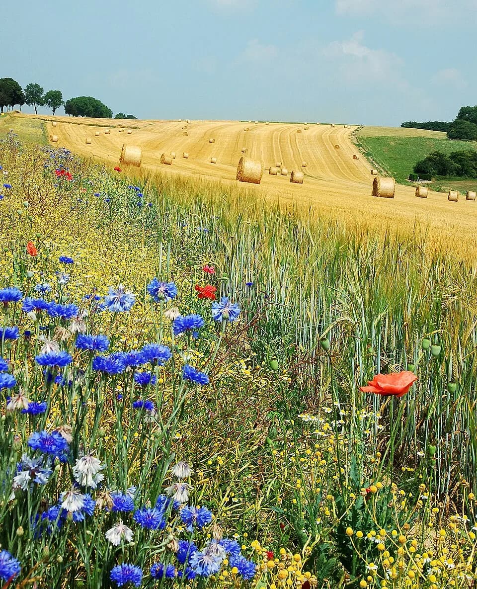 #8 Regenerative Agriculture — Carbon Drawdown in Soils — Top 10 Climate Solutions That Are Actually Working at Scale in 2026