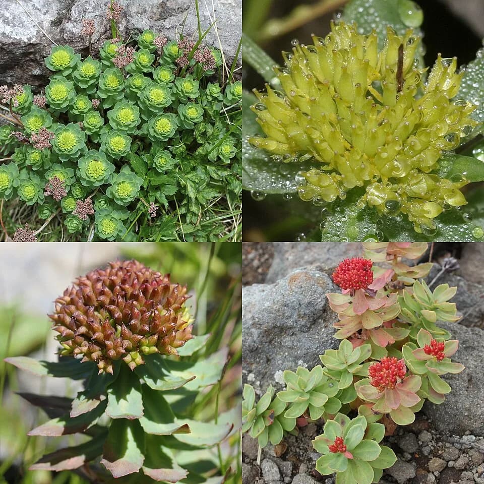 #7 Rhodiola Rosea — The 10 Best Nootropics and Brain Supplements Worth Taking in 2026
