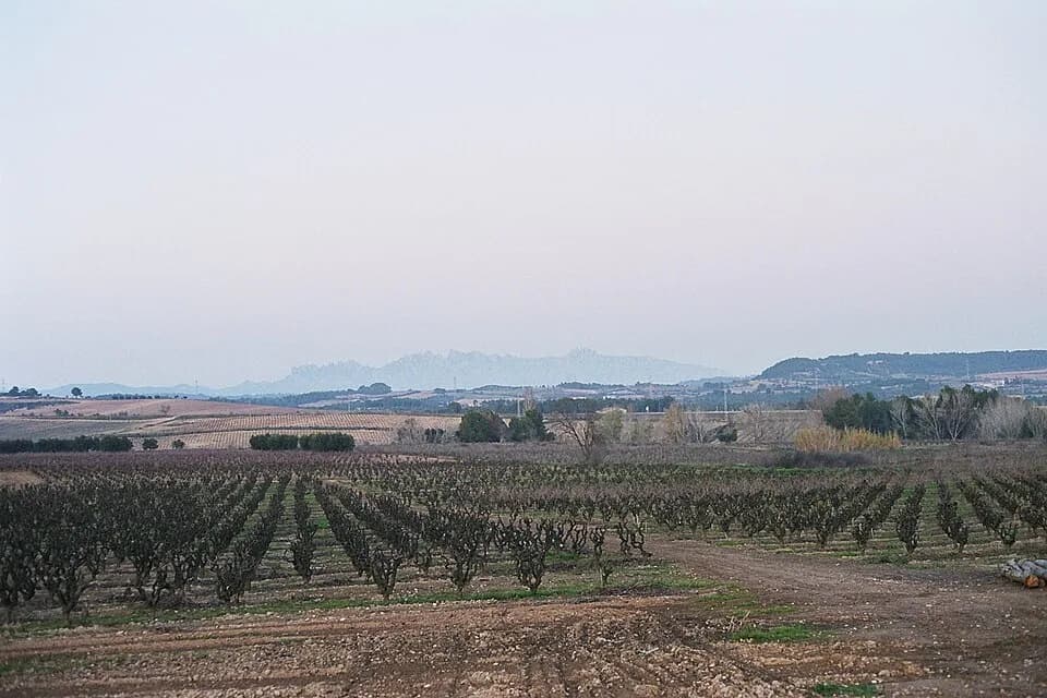 #7 Penedes — Top 10 Spanish Wines and Wine Regions