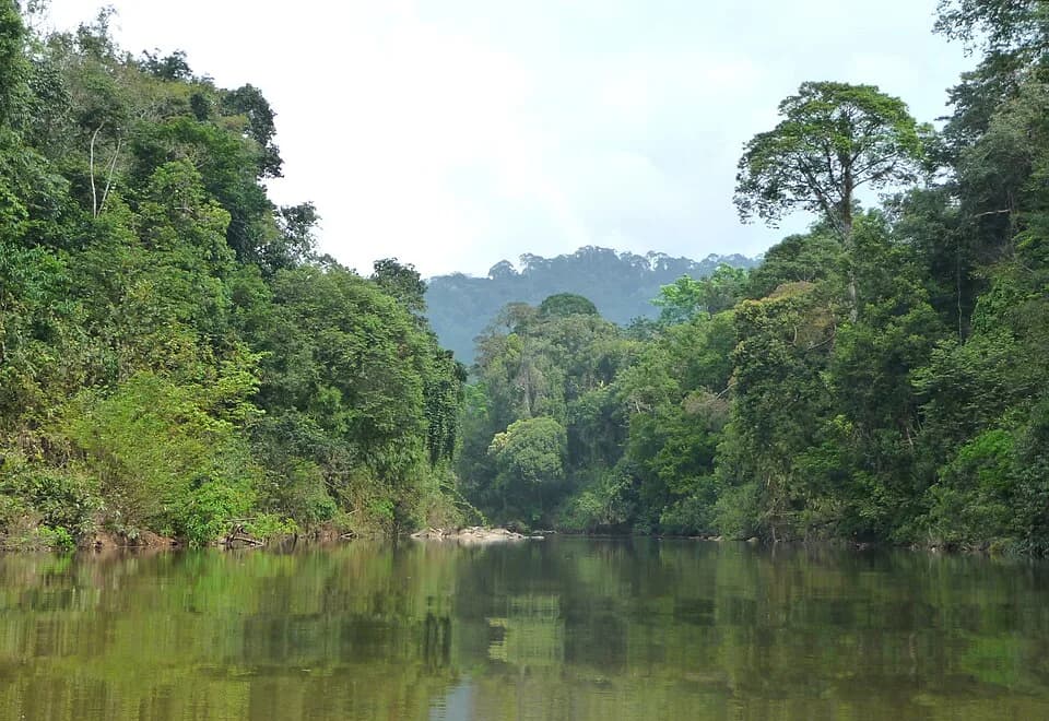 #5 Endau-Rompin National Park, Johor/Pahang — Explore Malaysia's Wild Side: The Top 10 National Parks for Adventure & Nature Lovers