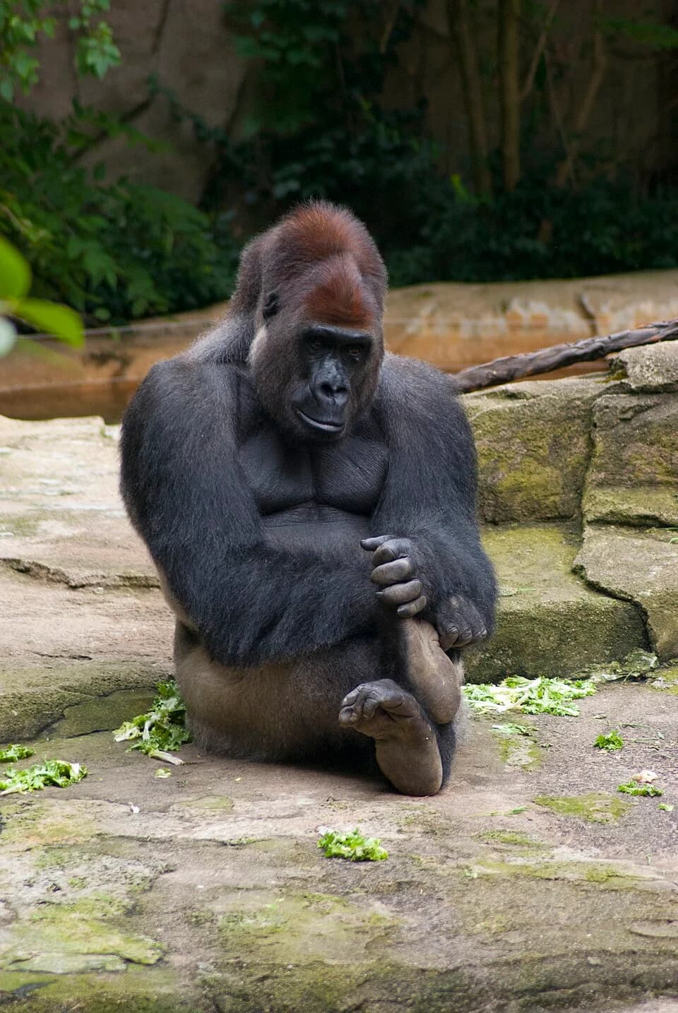 #4 Harambe (2016) — Top 10 Memes That Defined the 2010S