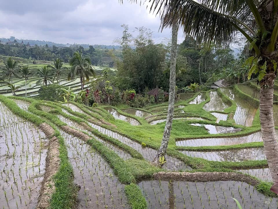 #9 Jatiluwih Rice Terraces — Top 10 Things to Do in Bali in 2026