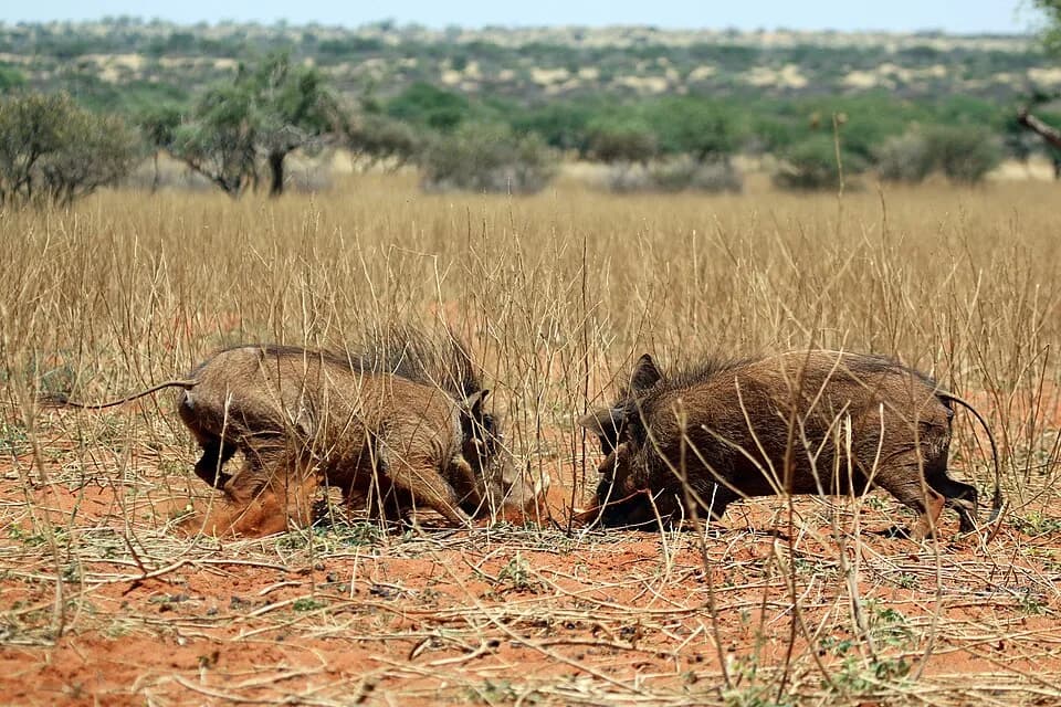 #7 Tswalu Kalahari Reserve — Top 10 Safari Lodges in South Africa 2026