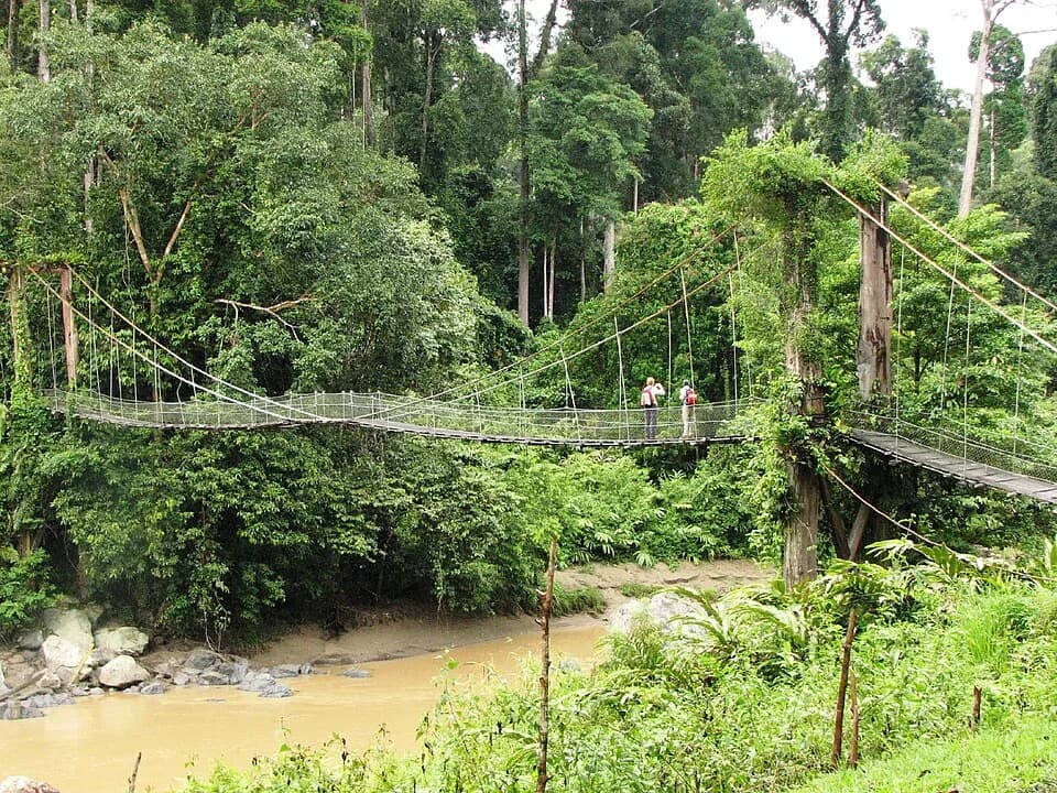 #6 Danum Valley Conservation Area, Sabah — Explore Malaysia's Wild Side: The Top 10 National Parks for Adventure & Nature Lovers